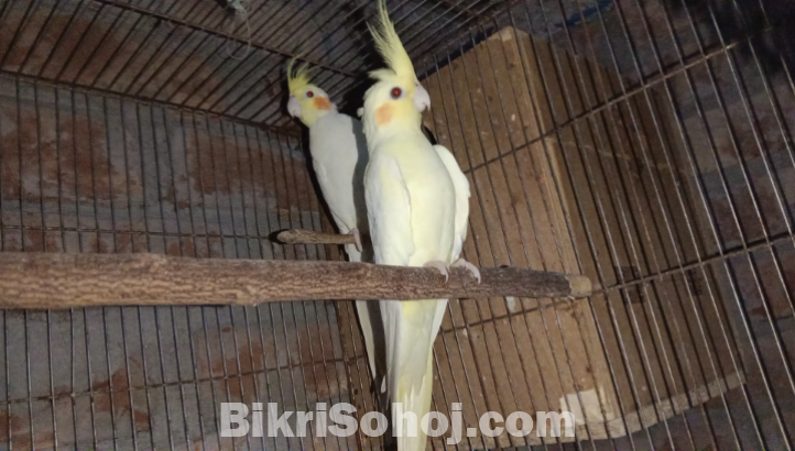 Lutino kokatel mastar pair